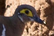 Partridge Pigeon (Geophaps smithii)